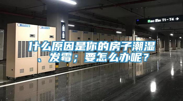 什么原因是你的房子潮湿、发霉；要怎么办呢？