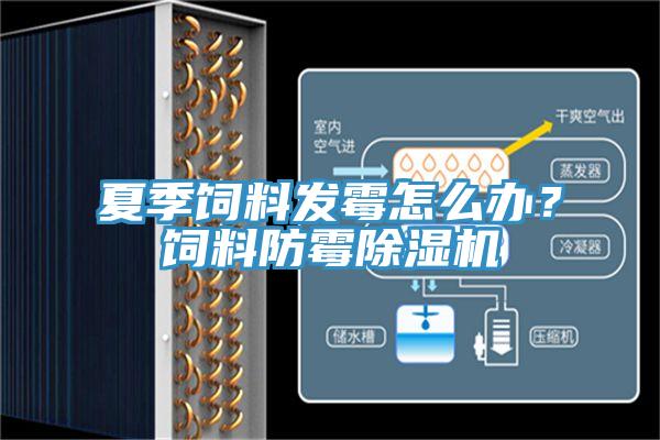 夏季饲料发霉怎么办？饲料防霉91香蕉视频下载网站