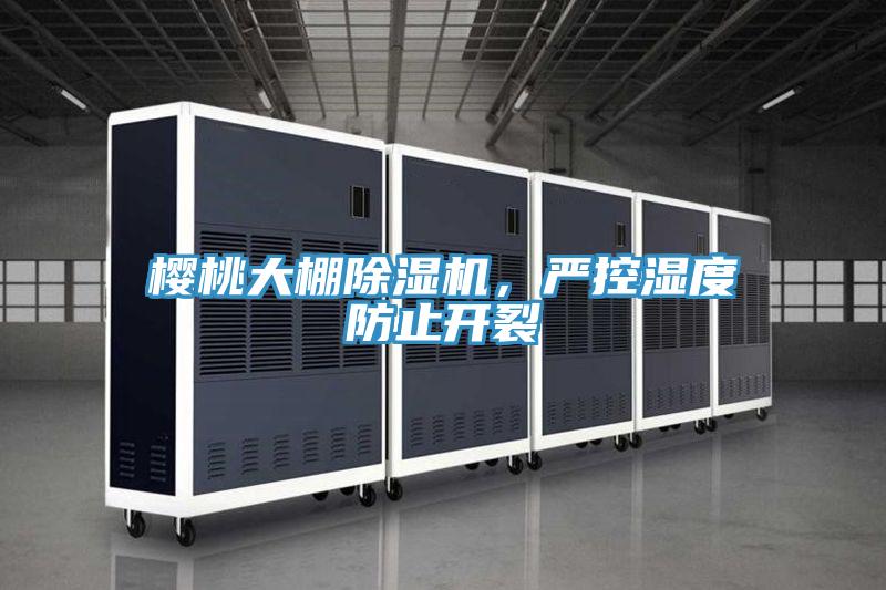 樱桃大棚91香蕉视频下载网站，严控湿度防止开裂