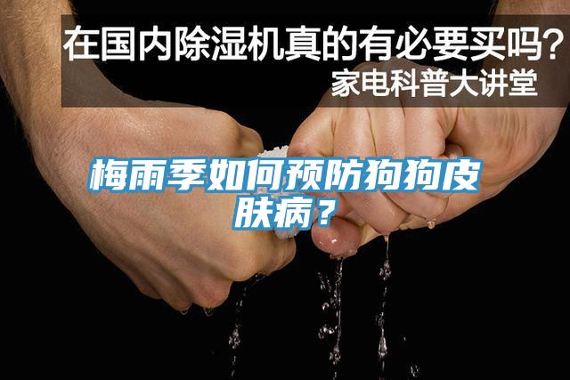 梅雨季如何预防狗狗皮肤病？