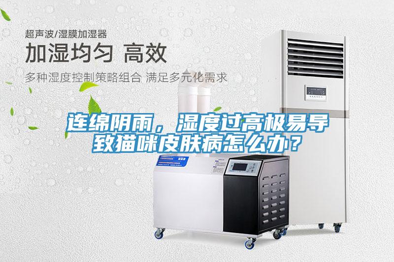 连绵阴雨，湿度过高极易导致猫咪皮肤病怎么办？