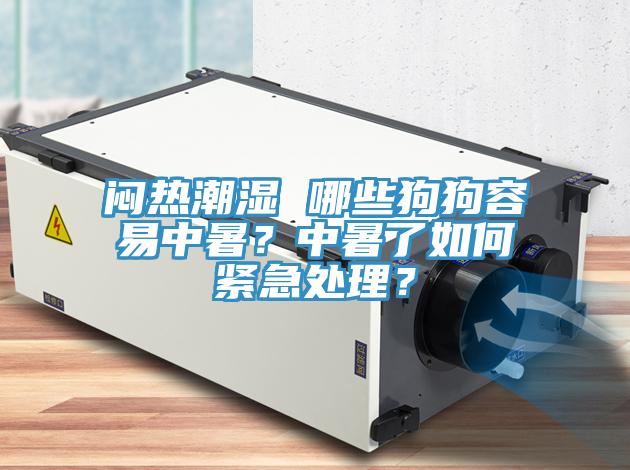 闷热潮湿 哪些狗狗容易中暑？中暑了如何紧急处理？