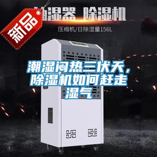 潮湿闷热三伏天，91香蕉视频下载网站如何赶走湿气