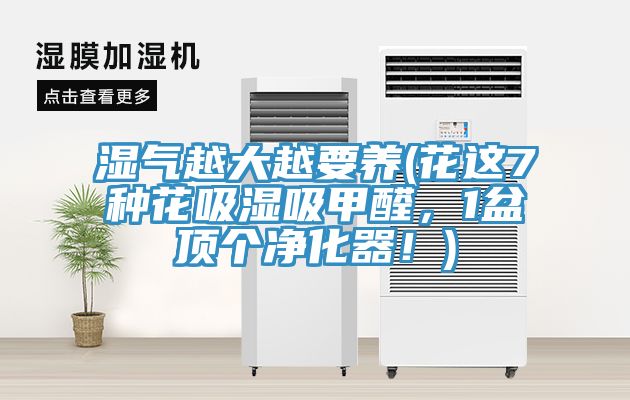 湿气越大越要养(花这7种花吸湿吸甲醛，1盆顶个净化器！)