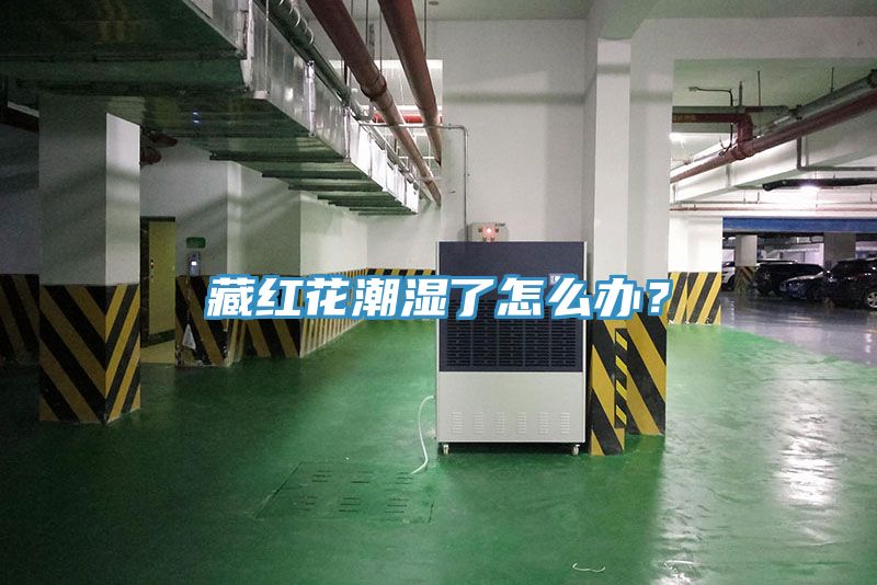 藏红花潮湿了怎么办？